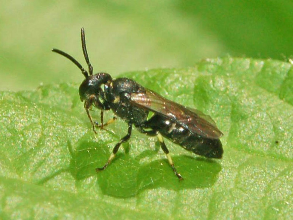 Apidae Halictinae: Lasioglossum  sp. o Halictus sp.